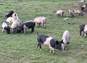 Porci crescuți natural 