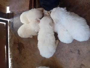 Pui pudel pitic  - imagine 4