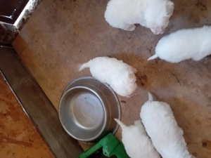 Pui pudel pitic  - imagine 2