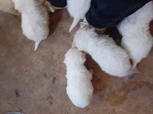 Pui pudel pitic  - imagine 5