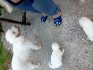 Pui pudel pitic  - imagine 3