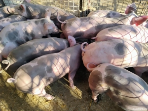 Vand Purceii Marele Alb cu Landrce si Pietrian - imagine 2 Vand Purceii Marele Alb cu Landrce si Pietrian - imagine 2