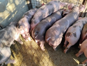 Vand Porcii  De Carne si Purcei Pietrian