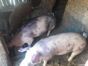 vând porci pentru sacrificat  - imagine 2 vând porci pentru sacrificat  - imagine 2