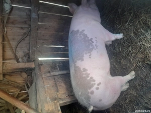 vând porci pentru sacrificat  - imagine 3 vând porci pentru sacrificat  - imagine 3
