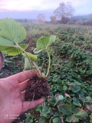 Stoloni de căpșuni!