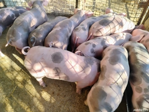 Porci de Carne Marele Alb si Purceii Castratii