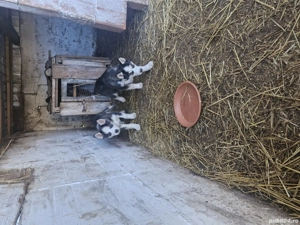 huski siberian ochi albaștri  - imagine 3