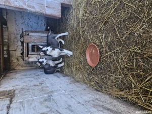 huski siberian ochi albaștri  - imagine 2