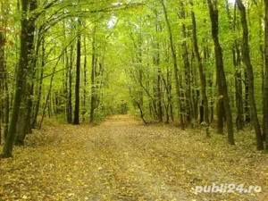 Buștean de tei de lucru