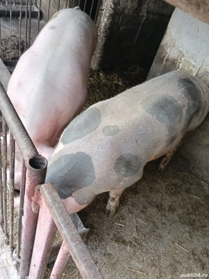 porci de vanzare - imagine 3