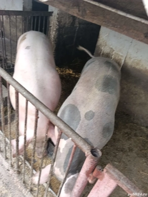 porci de vanzare