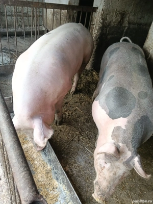 porci de vanzare - imagine 2
