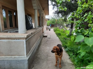 casa de vânzare  - imagine 5 casa de vânzare  - imagine 5