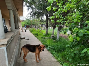 casa de vânzare  - imagine 9 casa de vânzare  - imagine 9