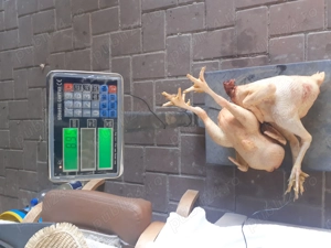 Vand cocosi kabir 4-5 kg  - imagine 2