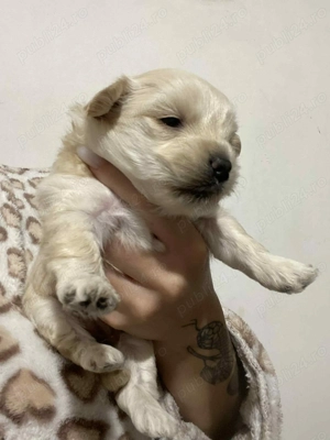 Bichoni Havanezi - imagine 2 Bichoni Havanezi - imagine 2