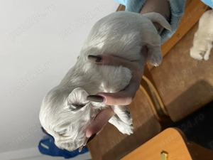 Bichoni Havanezi - imagine 5 Bichoni Havanezi - imagine 5