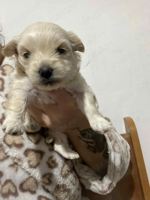 Bichoni Havanezi - imagine 4 Bichoni Havanezi - imagine 4