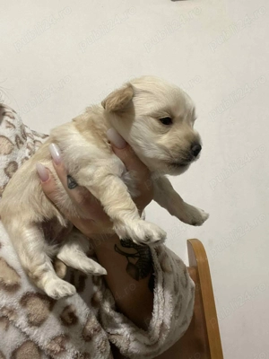 Bichoni Havanezi - imagine 3 Bichoni Havanezi - imagine 3