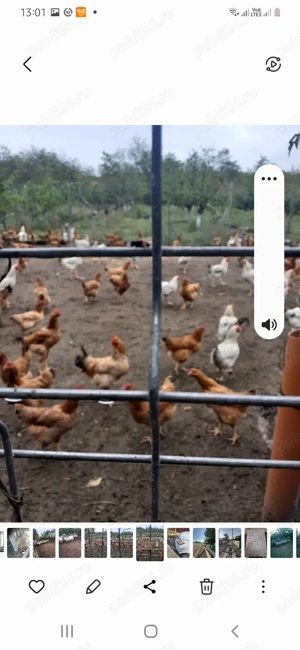 Vand cocosi kabir 4-5 kg  - imagine 3