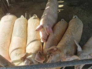 Porci de vanzare - imagine 2 Porci de vanzare - imagine 2