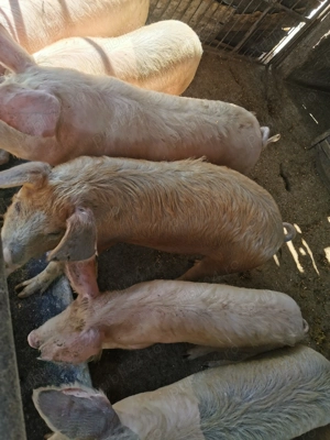 Porci de vanzare