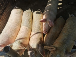 Porci de vanzare - imagine 3 Porci de vanzare - imagine 3