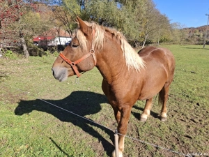 cal de vanzare  - imagine 5