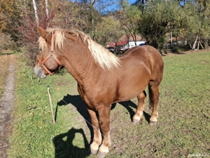 cal de vanzare  - imagine 4