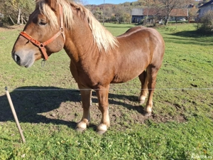 cal de vanzare  - imagine 3