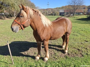 cal de vanzare  - imagine 2