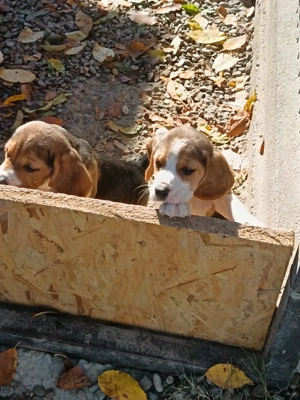 Pui Beagle tricolor 