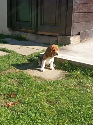 Pui beagle tricolor  - imagine 2