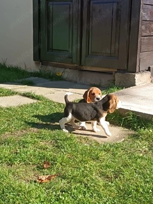 Pui beagle tricolor 