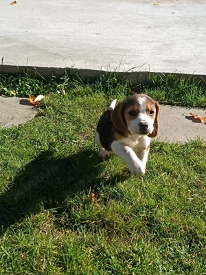 Pui Beagle tricolor 