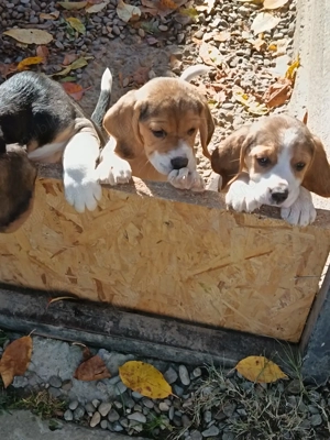 Pui beagle tricolor  - imagine 4