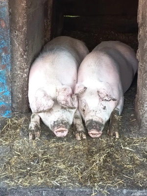 vand porci  - imagine 3