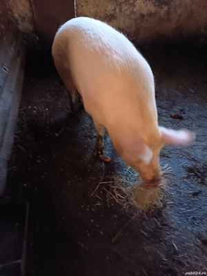 vand porci  - imagine 2