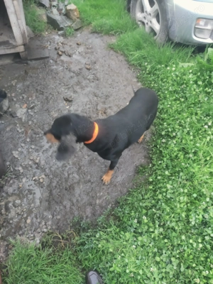 Câini de vânătoare