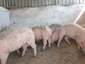 Vand porci - imagine 2