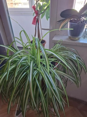 Paianjenul  150lei (inclusiv  ghiveciul), benefic pentru  SPORULUI CASEI  