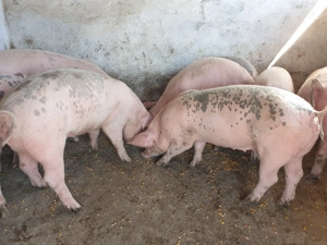 Vand porci - imagine 3