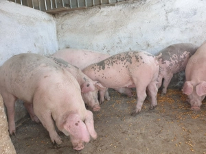 Vand porci - imagine 4