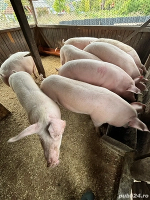 De Vânzare Grasuni  - imagine 3