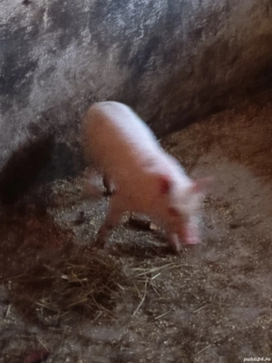 vand purcei  - imagine 3