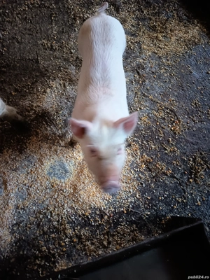 vand purcei  - imagine 5