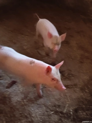 vand purcei  - imagine 4