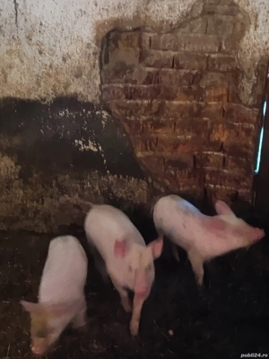 vand purcei  - imagine 2