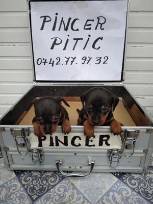 Pinscher pitic isi cauta stapan - imagine 5